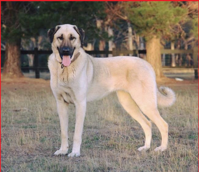 "Kangal Shepherd Dog - The Mighty Guardian of Turkey, Exuding Strength and Loyalty in its Powerful and Majestic Stature."