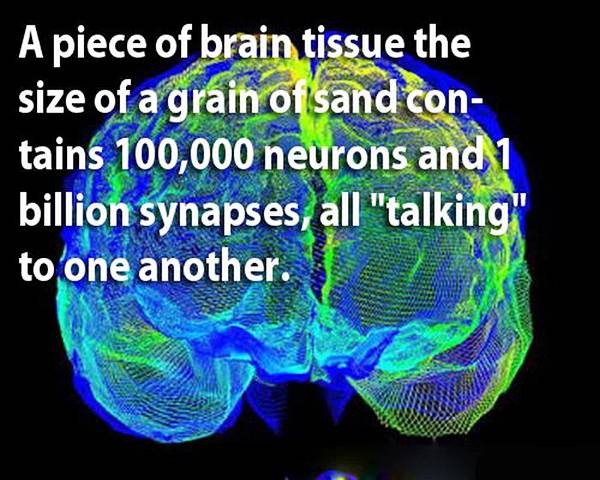 Facts about Human Brain