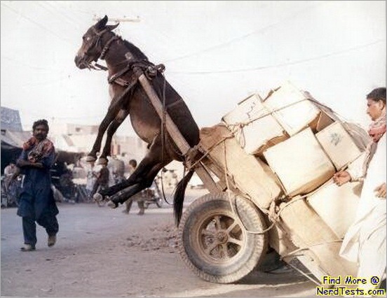 funny moment donkey life 11