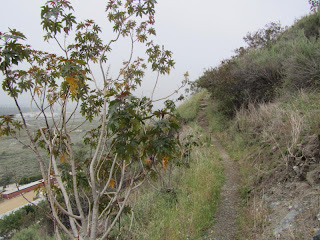 On the trail to Van Tassel Ridge