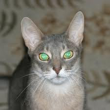 Blue Abyssinian Cat