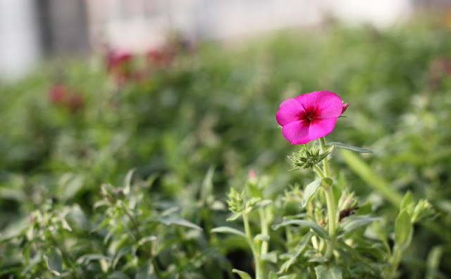 Phlox Flowers Pictures