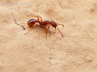 http://www.biodiversidadvirtual.org/insectarium/Myrmica-sp-img556784.html