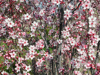 Almond Tree