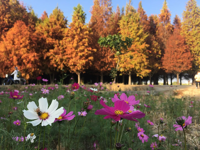 Liujia cosmos flowers and bald cypress forest, Tainan, Taiwan