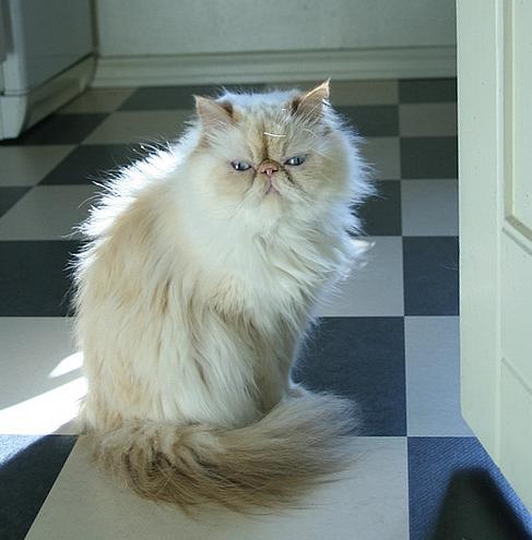 Foto foto kucing Persia lucu Kucing gue