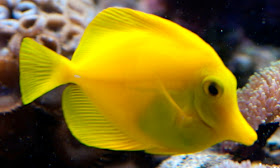 Yellow Tang Fish