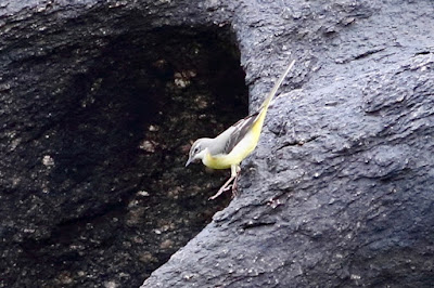 Gray Wagtail