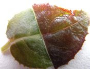 boiled red fuchsia leaf