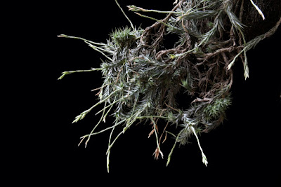 Tillandsia tricholepis care