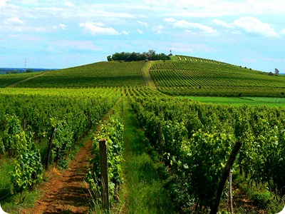 cucina_ungherese_vini