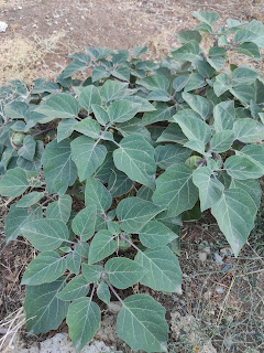 datura