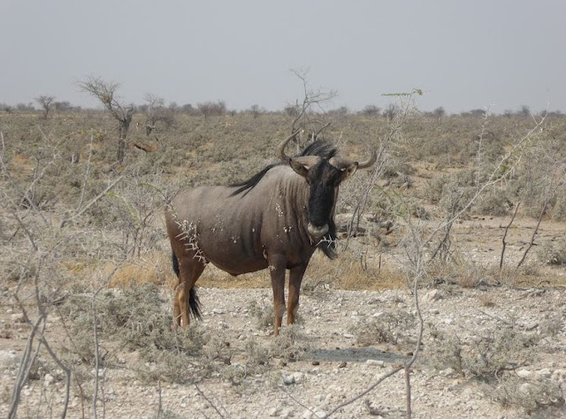 gnu striato all'etosha