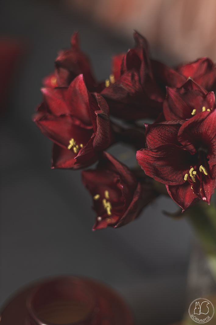 Oravanpesä ritarinkukka amarylis Hippeastrum 'Queen Silvia'