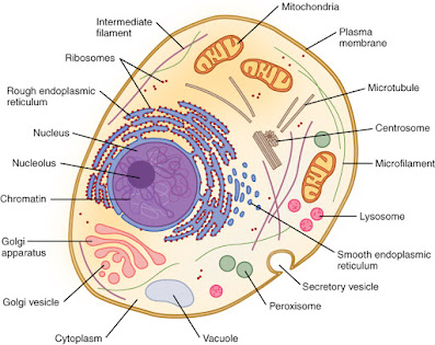 struktur sel eukariotik
