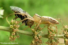 What Do Spiders Eat?