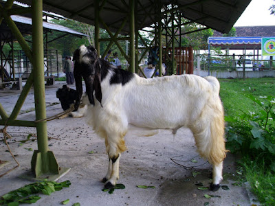 kambing otawa