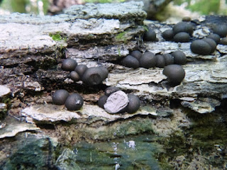 Lycogale du bois - Lycogala epidendrum