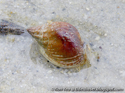 Black Dog Whelk (Nassarius pullus)