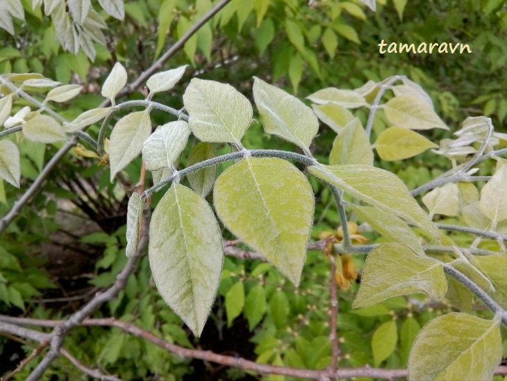 Маакия амурская (Maackia amurensis)