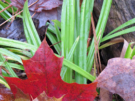 maple leaf and sedge