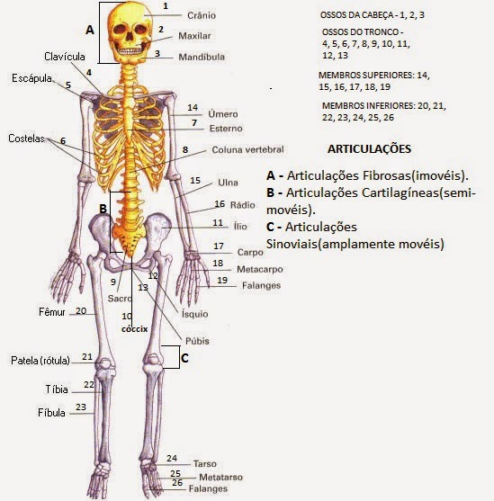Ossos do corpo humano Nomes e funções Estudo Prático