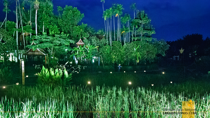 Rice Paddies at Dhara Dhevi in Chiang Mai