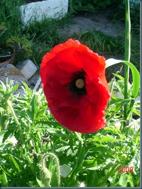 pavots1002