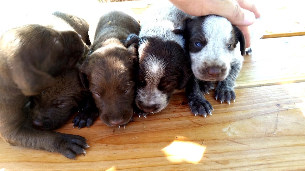 German Shorthaired Pointer Breeders In Ohio