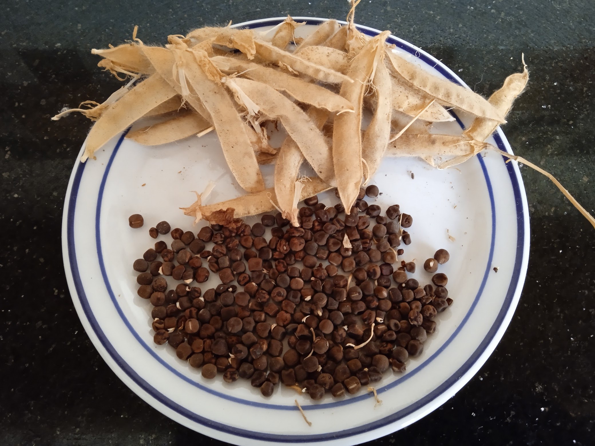 Sweet pea seeds can be brown to dark brown or even gray