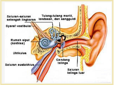 Bagian bagian telinga dan fungsinya, telinga bagian luar dan telinga bagian tengah dan telinga bagian dalam.urutan proses mendengar, gangguan telinga dan cara merawat telinga