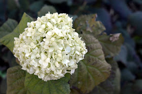 biała hortensja ogrodowa w czasie kwitnienia