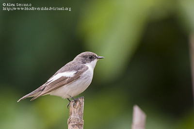 http://www.biodiversidadvirtual.org/aves/Ficedula-hypoleuca-img30506.html