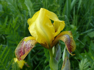 Iris échappé des jardins 