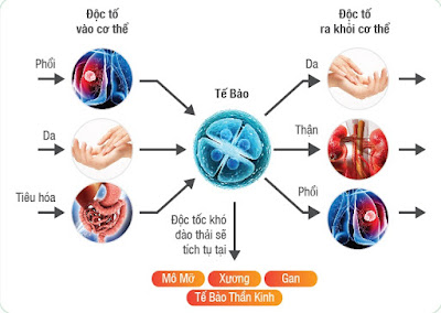 Cơ thể thải độc vào thời điểm nào?