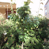 Fruit Trees Las Vegas : Landscaping Tips for Fruit Trees in Nevada · Cacti ... / I live to grow some fruit trees and my wife live to have a vegetable garden.
