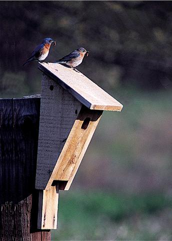 bluebird house plans