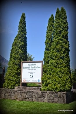 Bonneville Fish Hatchery