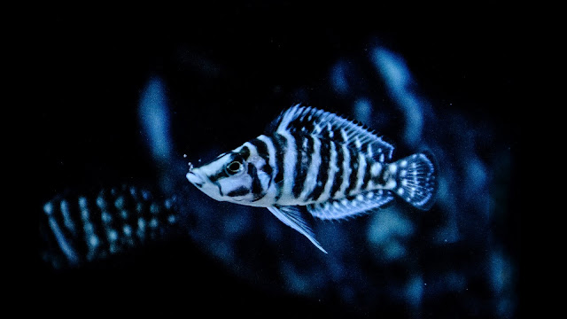 Altolamprologus Calvus