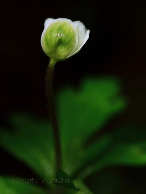 Anemone flaccida