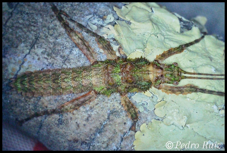 Ninfa macho L3 de Mearnsiana bullosa, 2,4 cm de longitud