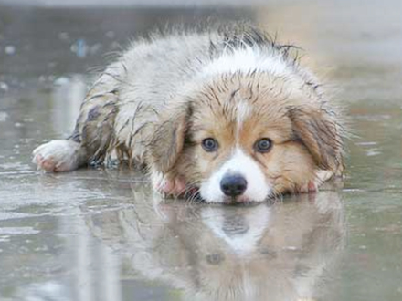 Chuvas aumentam risco de leptospirose em Pets