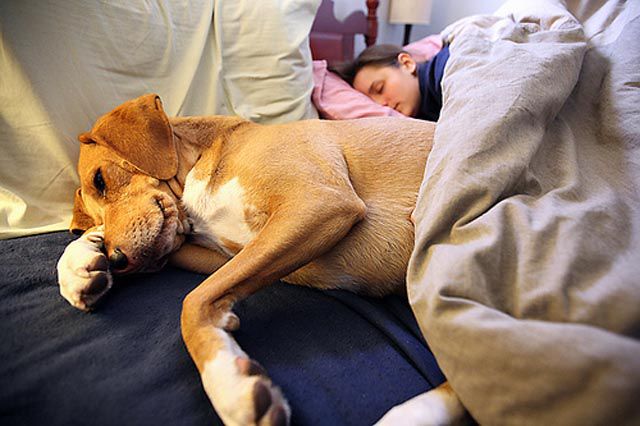 Napping With Pets Seen On www.coolpicturegallery.us