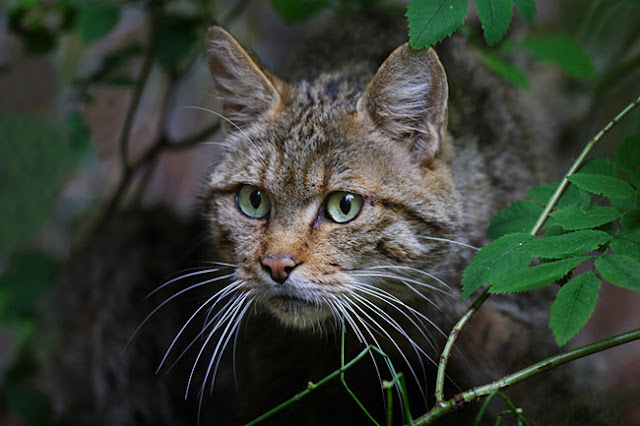 Gambar kucing kampung