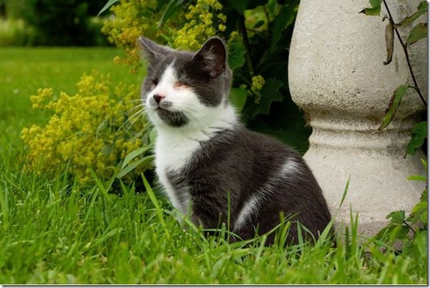 Gatinho que nasceu sem os olhos (1)