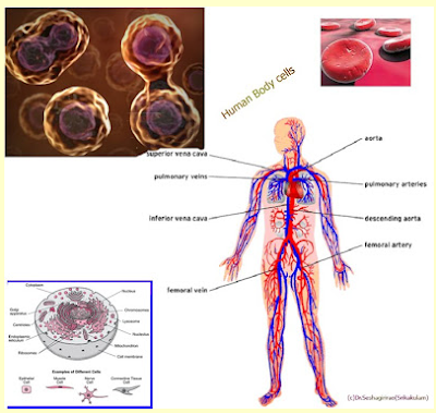 HOW MANY CELLS PRESENT IN HUMAN BODY? 2023