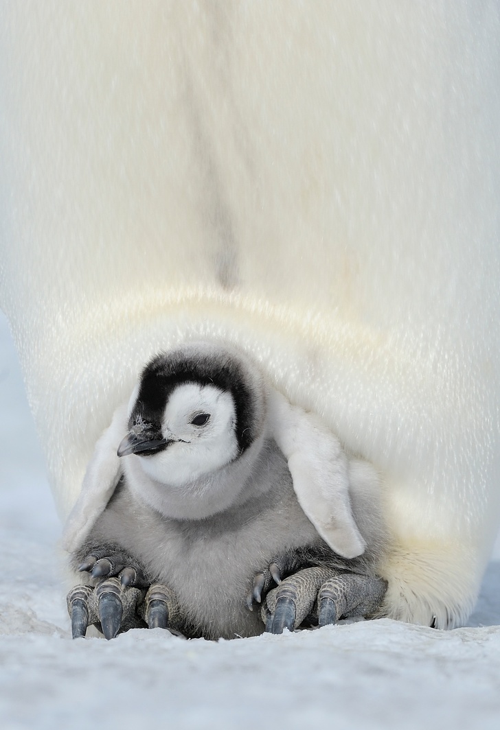 20 Adorable Pictures Of Proud Animal Parents