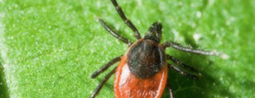 Tick Pest Control Specialist for your House