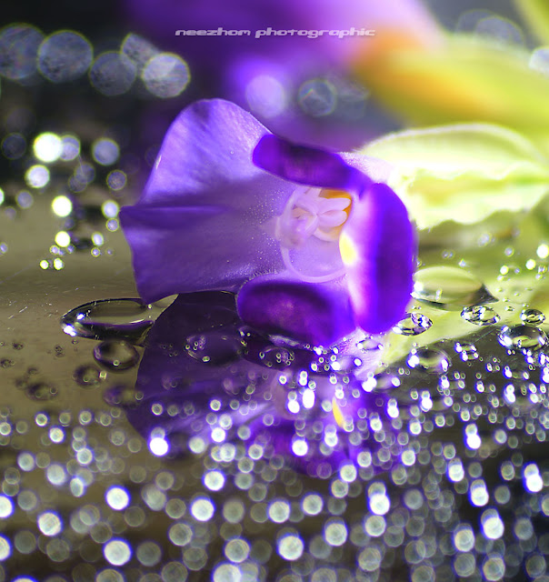 Water drops, bokeh and purple flower