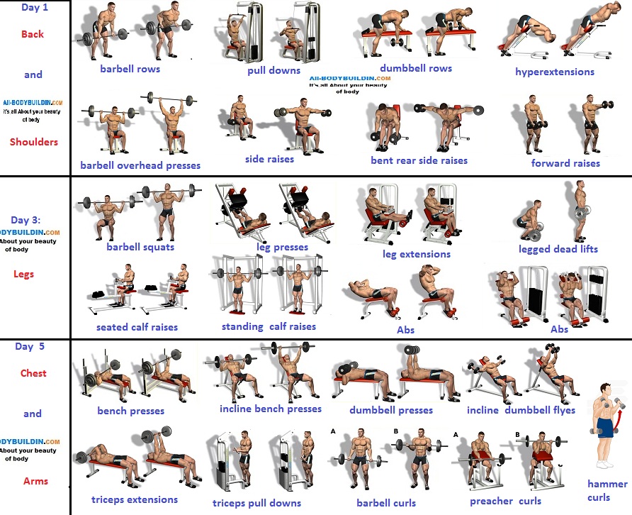 3-Day Muscle Building Workouts For Busy People - Bodydulding